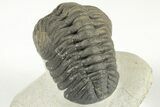 Detailed Austerops Trilobite - Excellent Eyes #204228-5